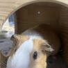 モルモット2匹の里親募集 サムネイル2