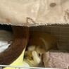 モルモット2匹の里親募集 サムネイル3