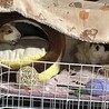 モルモット2匹の里親募集 サムネイル4