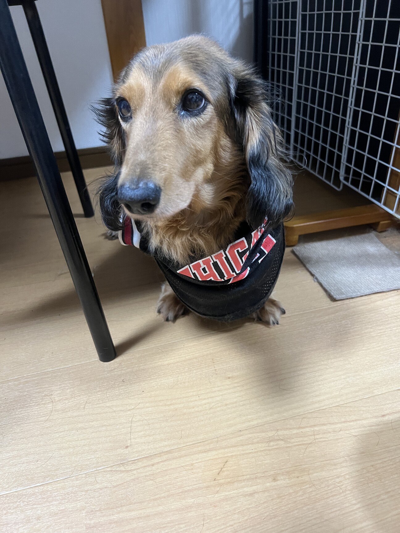 白犬ページ 2044609.jpeg