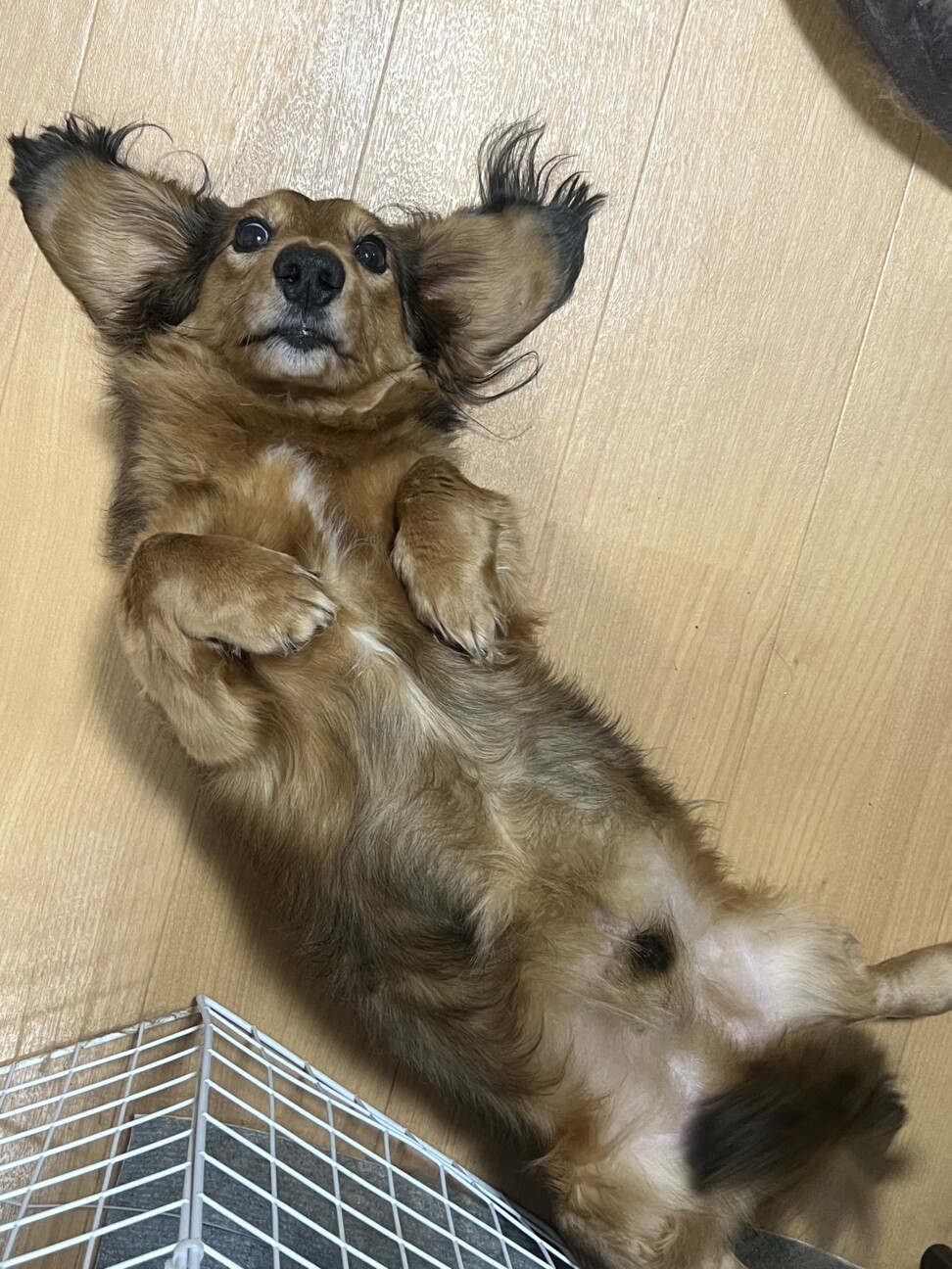人が大好きなミニチュアダ」埼玉県 - 犬の里親募集(540528) 2枚目の