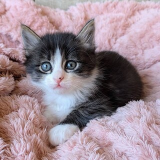 かわいいにゃ。とん吉です。」東京都 - 猫の里親募集(533164