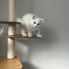血統書有2025年8月生まれサイベリアン里親様募集 サムネイル2