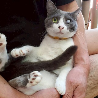 おしゃべり上手なコロンちゃん