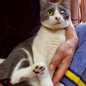 おしゃべり上手なコロンちゃん サムネイル2