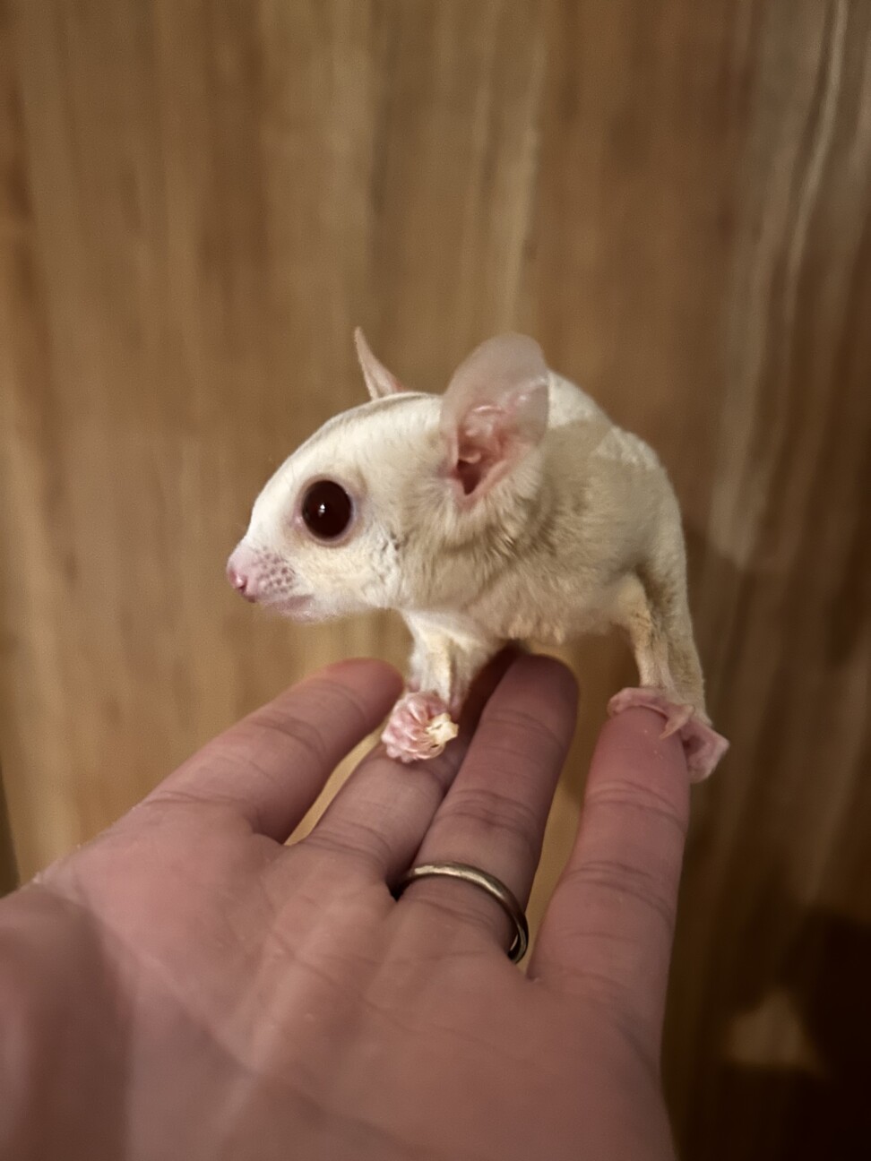 ベタ慣れフクロモモンガペ」東京都 - 小動物の里親募集(540541) 3枚
