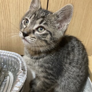 子猫の里親を募集しています（3種ワクチン1回済み）