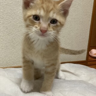 生後7週間の茶トラちゃん！3種ワクチン1回済み