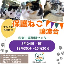 保護猫譲渡会　名古屋市
