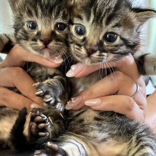 【募集一時停止中】生後間もない赤ちゃん♡