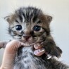 【募集一時停止中】生後間もない赤ちゃん♡ サムネイル2
