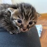 【募集一時停止中】生後間もない赤ちゃん♡ サムネイル3