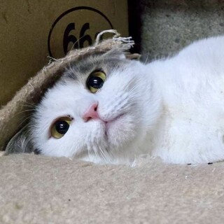 【5/24⭐️泉大津にて譲渡会】参加猫メリーちゃん