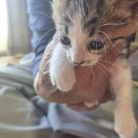 うずら