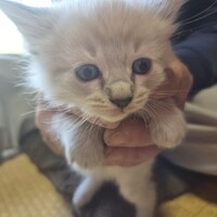 しろ