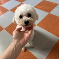 ボロニーズ　女の子　３歳　マチちゃん