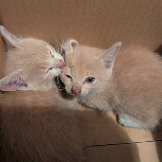 大至急！！子猫を見つけました。