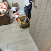 ビルス