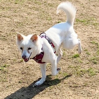白い小型犬。今はまだ経験不足だけど伸びしろ十分。