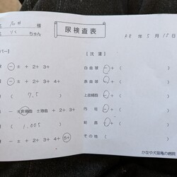 ジャンガリアンハムスターのⅠ型糖尿病