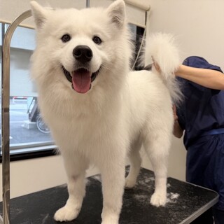 まだまだ子犬！ 純度100％のサモエドスマイル♪