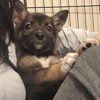 7ヶ月 アプリコット ト」東京都 - 犬の里親募集(538971) :: ペット