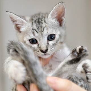 ボンネット組・こぺり〜な♡家族が出来ました