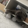 あずきちまるまる