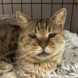7ヶ月 アプリコット ト」東京都 - 犬の里親募集(538971) :: ペット