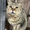 10歳 ボスくん♂ サムネイル4