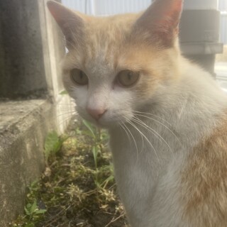 至急保護してくれる方探しています