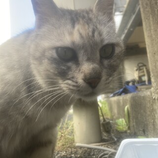 至急保護してくれる方探してます