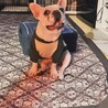 人も犬も大好きなフレンチブルドッグ サムネイル2