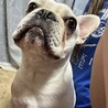 人も犬も大好きなフレンチブルドッグ サムネイル3