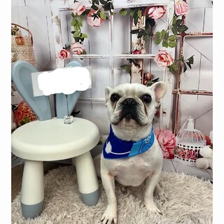 人も犬も大好きなフレンチブルドッグ