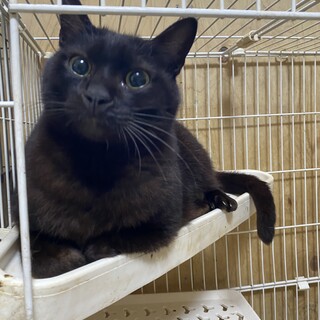 黒猫ちゃん募集中