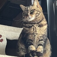 ナナ