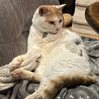 ハク