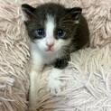 おめめクリクリ！激カワボーイ約1ヶ月