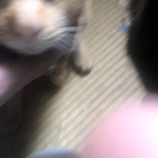里親探してます