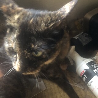 里親探してます