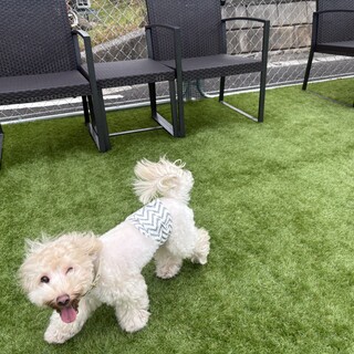 おとなしいマルプーくんです