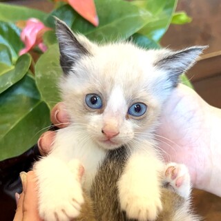 ５匹兄妹で唯一シャムの【とう】ちゃん