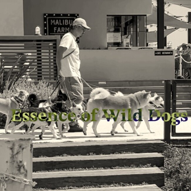 CoreD’s Rescue Dog Group　(一般社団法人日本野犬協会)のカバー写真