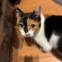 三毛猫です