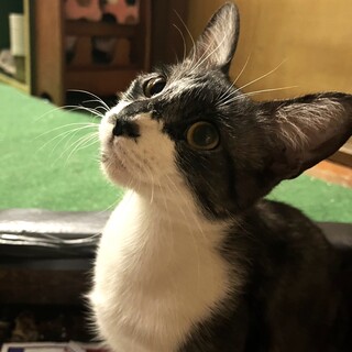 ネチコヤン