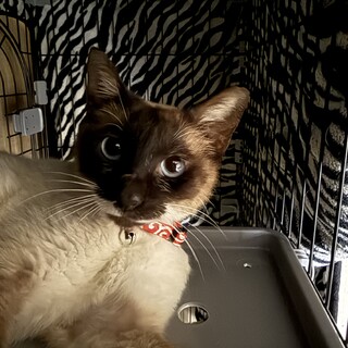 シャム柄の女の子　人懐っこい保護猫ちゃんの里親