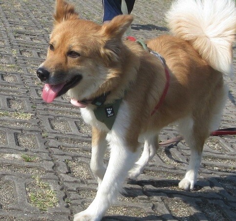 天真爛漫、無邪気で愛らし」大阪府 - 犬の里親募集(540612) 6枚目の