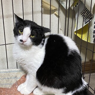 7ヶ月 アプリコット ト」東京都 - 犬の里親募集(538971) :: ペット