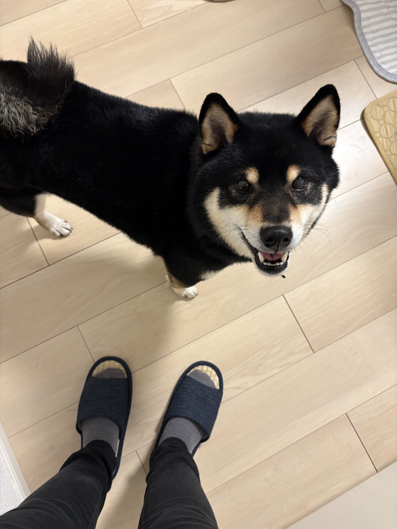 柴犬くん☆骨 人懐き度MAX8歳の柴犬くん」兵庫県 - 犬の里親募集(540619) 1枚目の